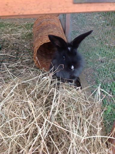 Kanin Pepsi billede 1