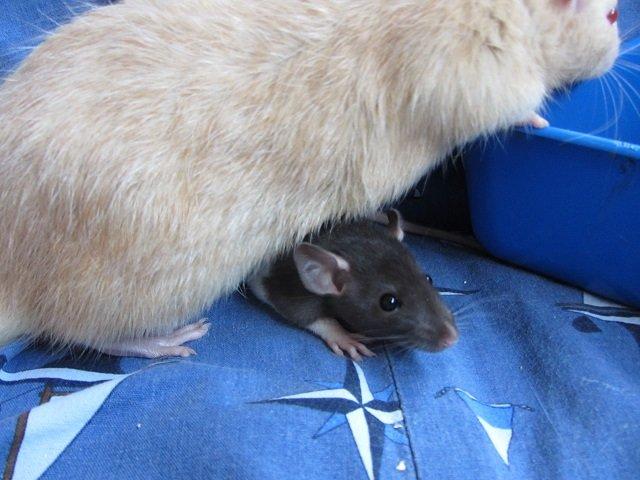 Tamrotte Toyota RIP billede 1