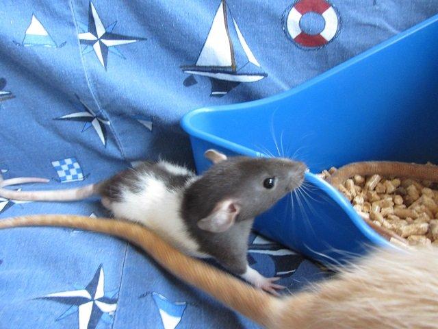 Tamrotte Toyota RIP billede 4