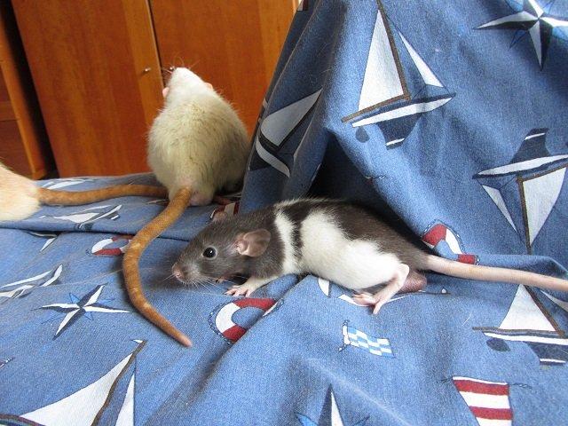 Tamrotte Toyota RIP billede 5