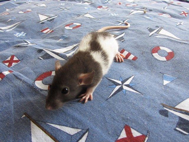 Tamrotte Toyota RIP billede 2