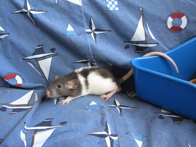 Tamrotte Toyota RIP billede 3