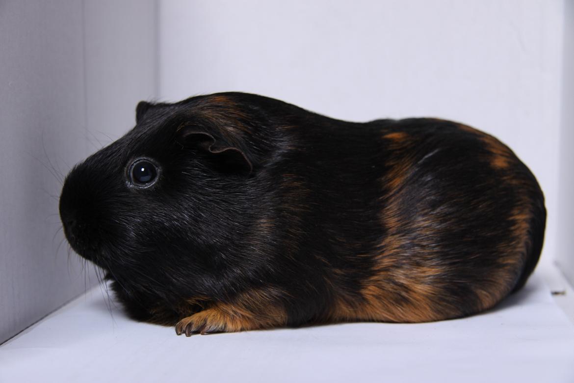 Marsvin Mini R.I.P den 2 marts 2015 - jeg er flot fra begge sider billede 7
