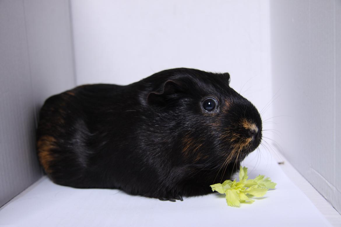 Marsvin Mini R.I.P den 2 marts 2015 - når børnene får besøg hos os, er det altid mig de skal holde... hvorfor mon  billede 9