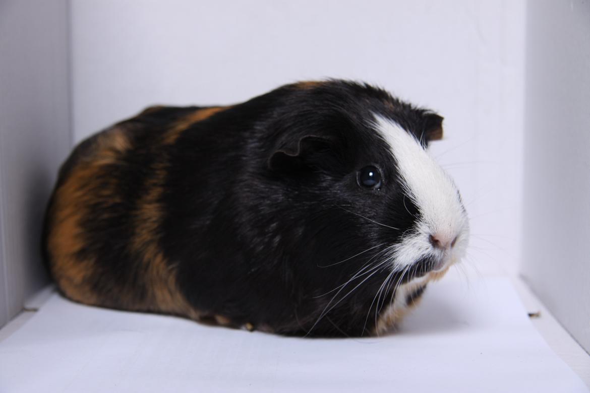 Marsvin Fubbi billede 1