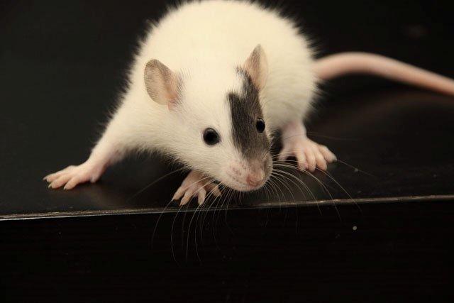 Tamrotte Hell´s Diva billede 4