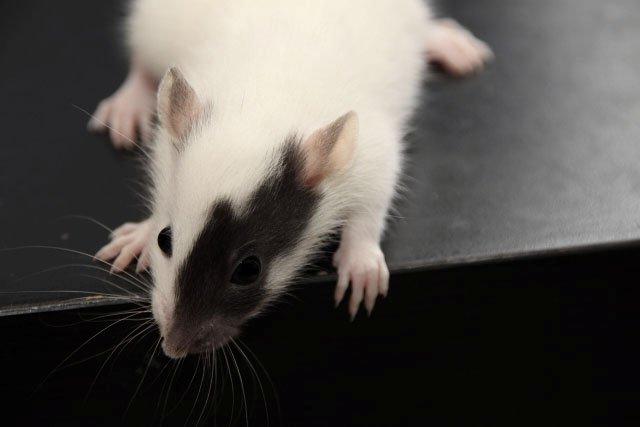 Tamrotte Hell´s Diva billede 5