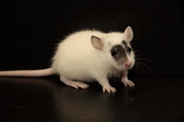 Tamrotte Hell´s Golden Crush billede 3