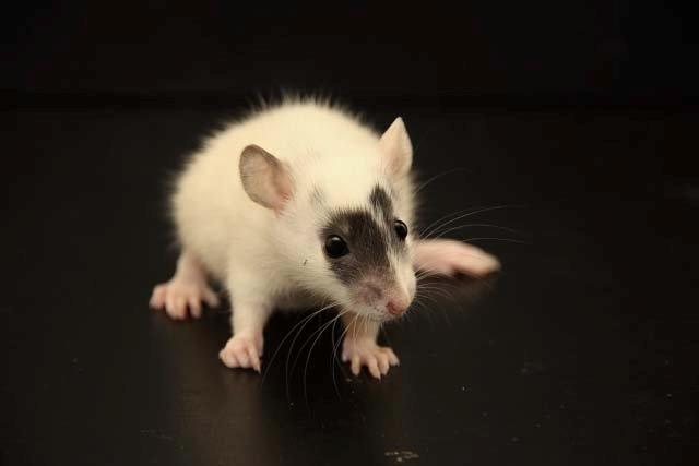 Tamrotte Hell´s Golden Crush billede 2