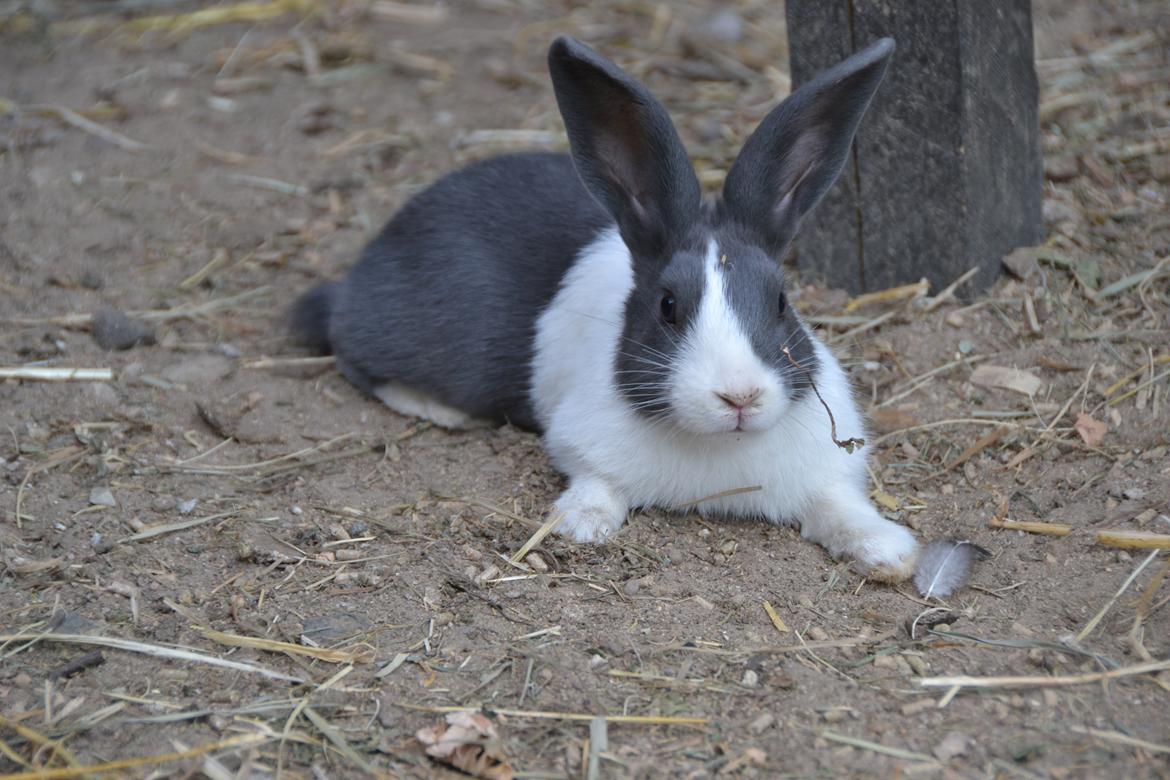 Kanin Oliver billede 4