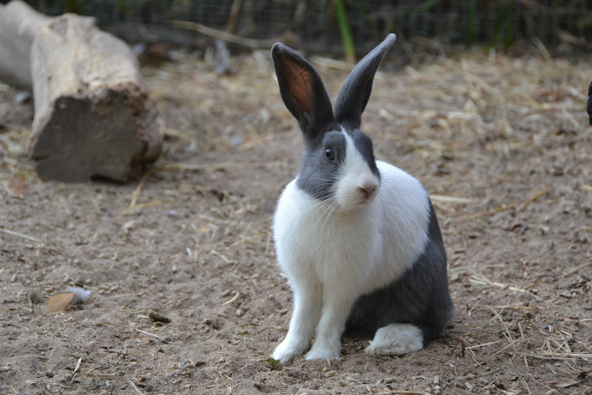 Kanin Oliver - Hej med dig og velkommen til min profil :) billede 1