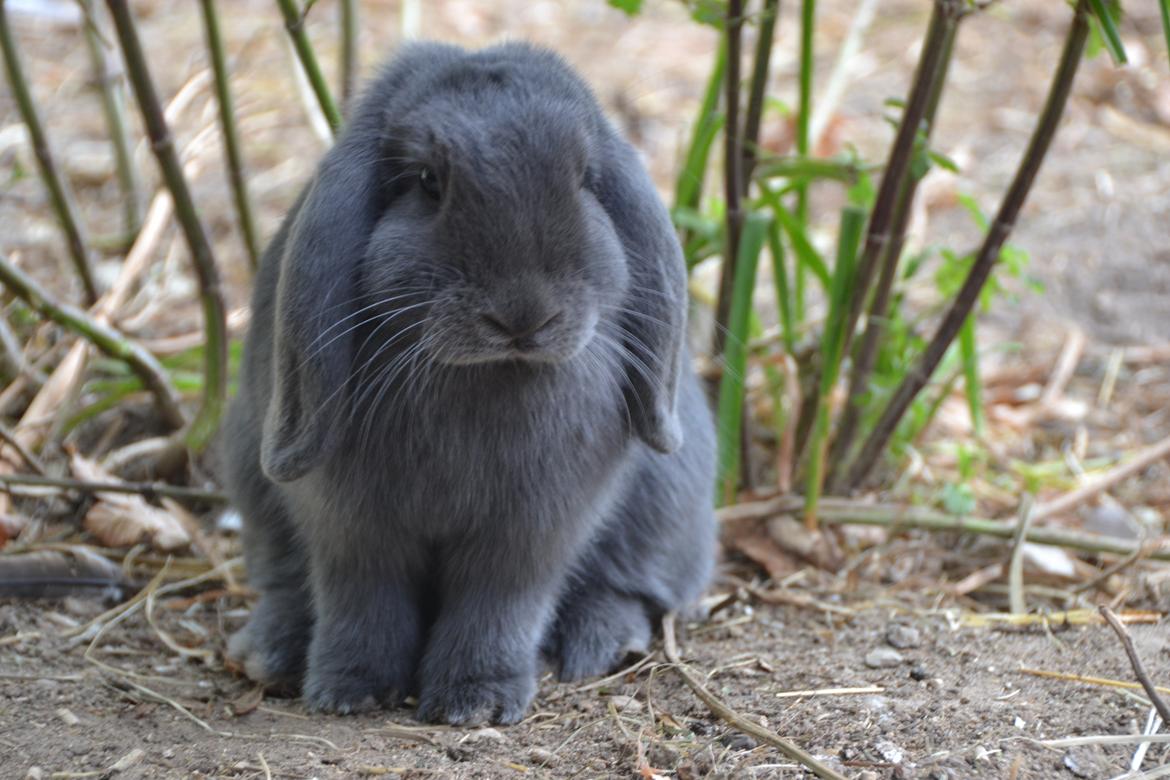 Kanin Egemosgårds Misty - Velkommen til Mistys profil billede 1