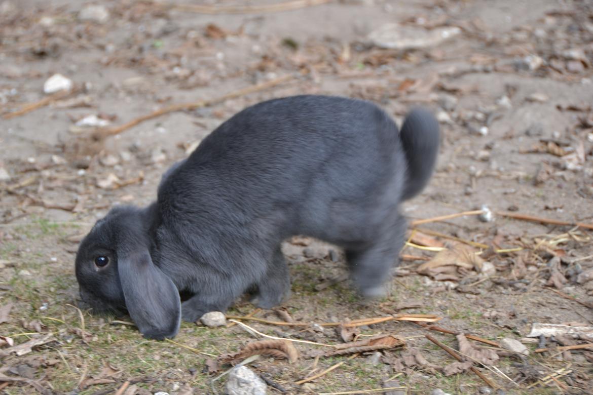 Kanin Egemosgårds Misty - syntes det her så ret sjovt ud ;) haha billede 6