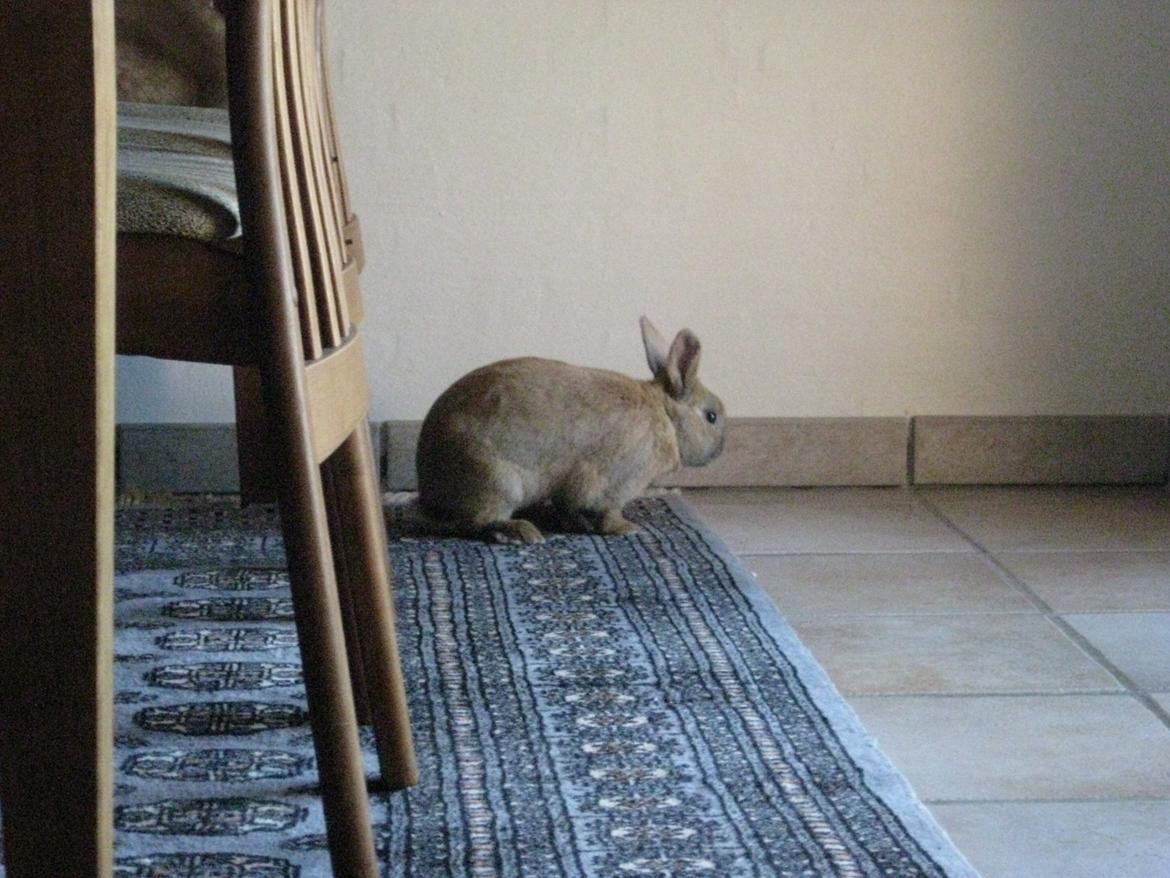 Kanin Ester - du er så nyskerrig skat   billede 15