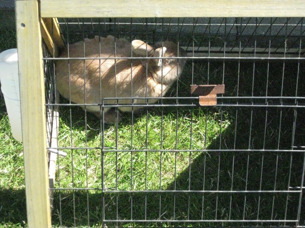 Kanin Ester - ude på en varm sommer dag billede 3