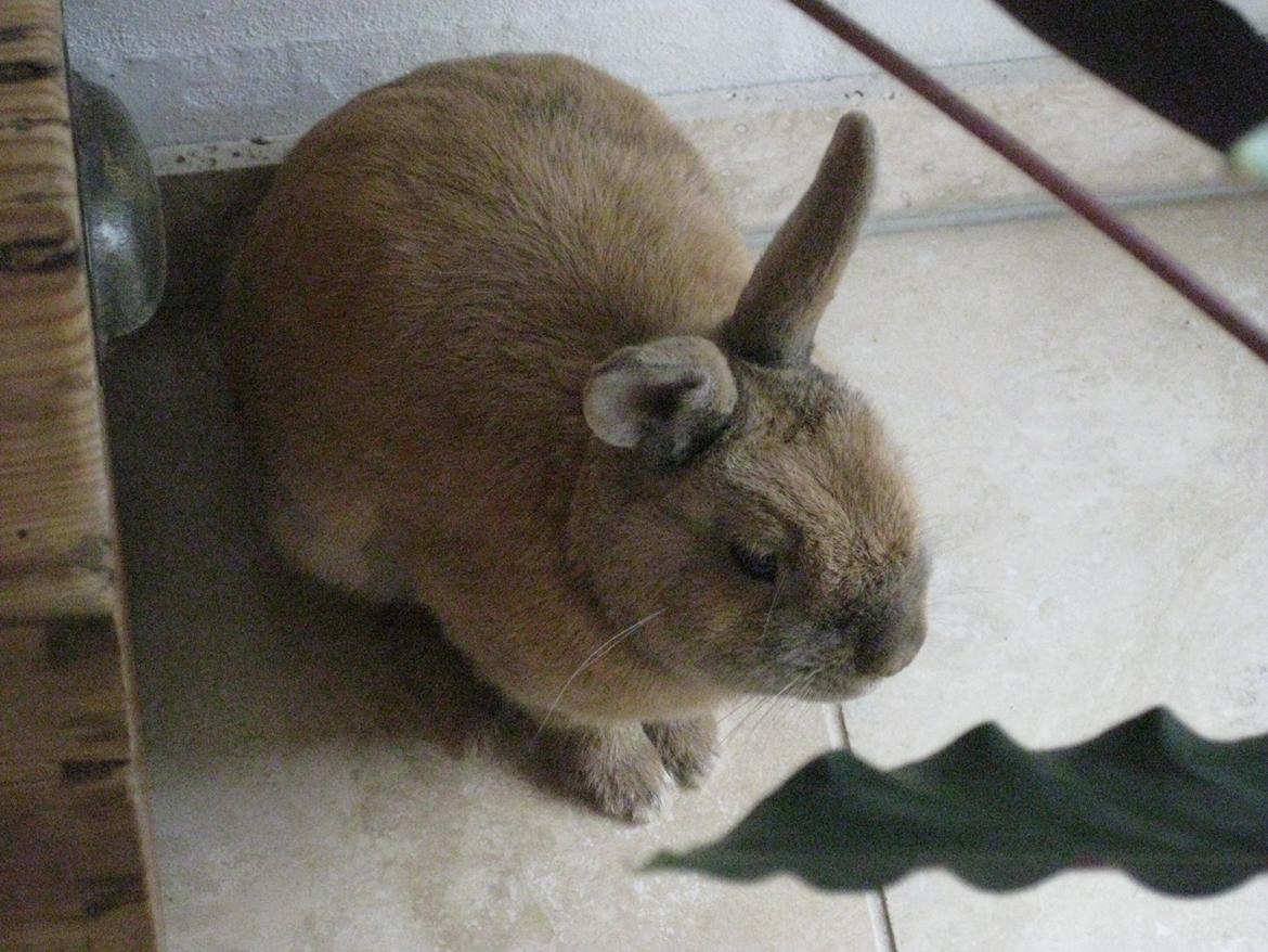 Kanin Ester - du elsker det  billede 17