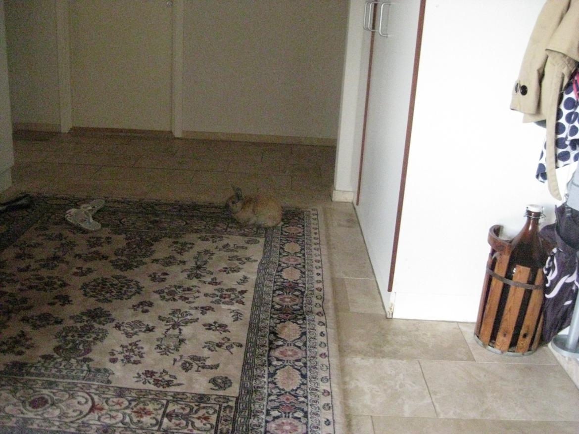 Kanin Ester - slapper lidt af billede 6