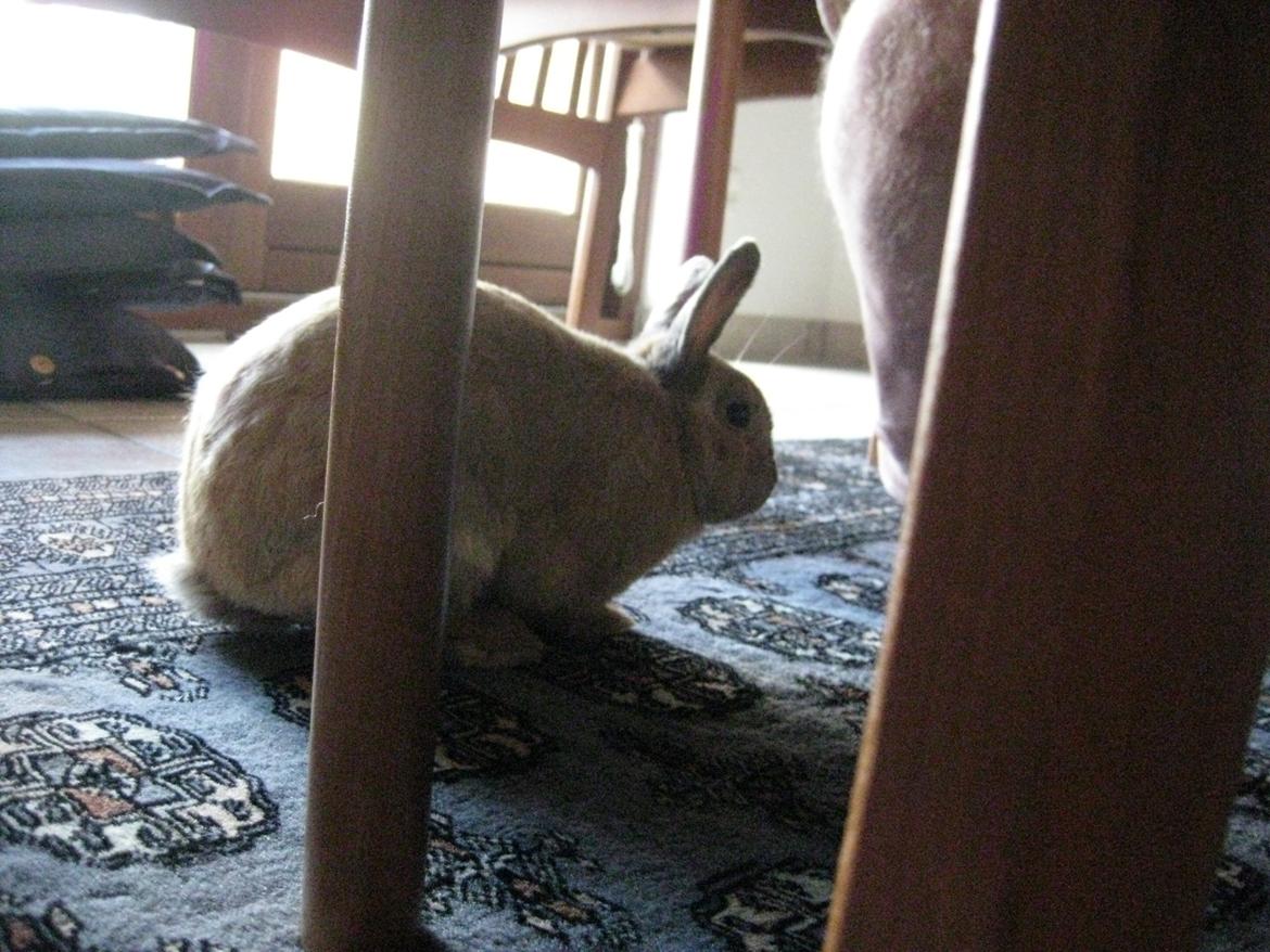 Kanin Ester - under boret igen billede 18