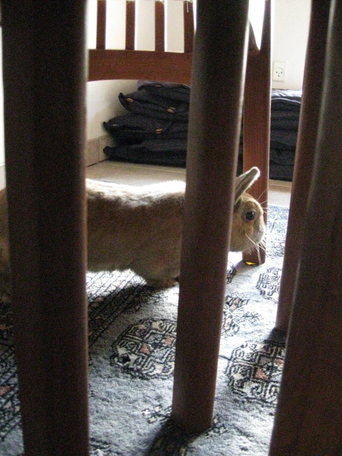 Kanin Ester - du hygger dig veldigt under boret  billede 2