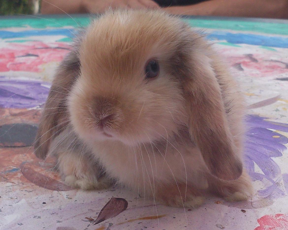 Kanin Beauty's Cupido billede 21