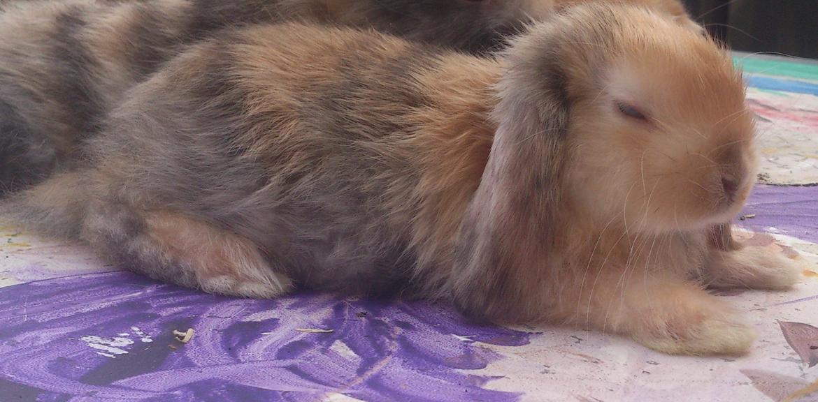 Kanin Beauty's Cupido billede 22