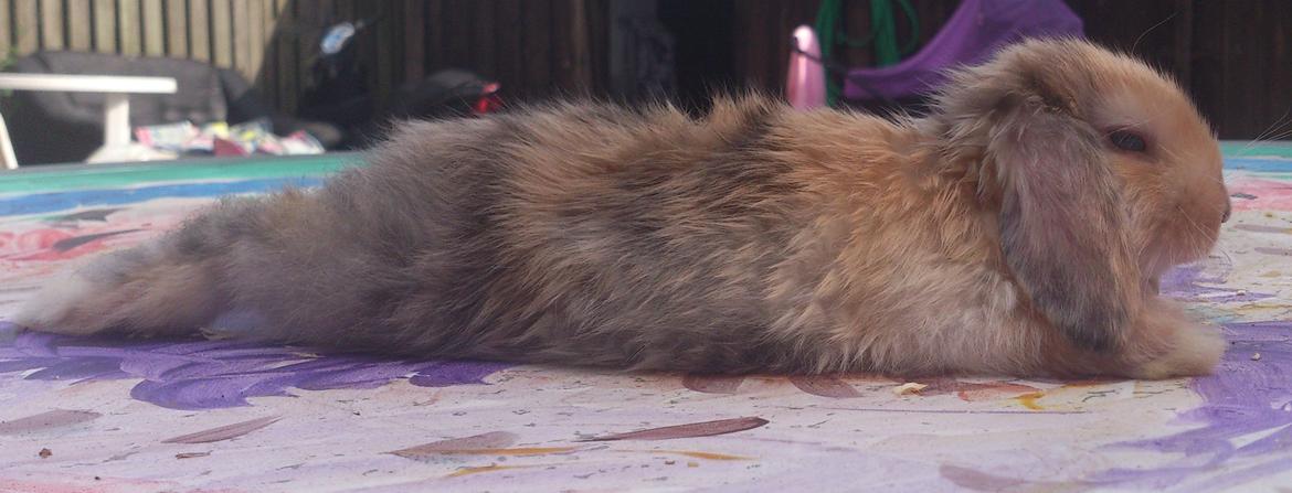 Kanin Beauty's Cupido billede 23