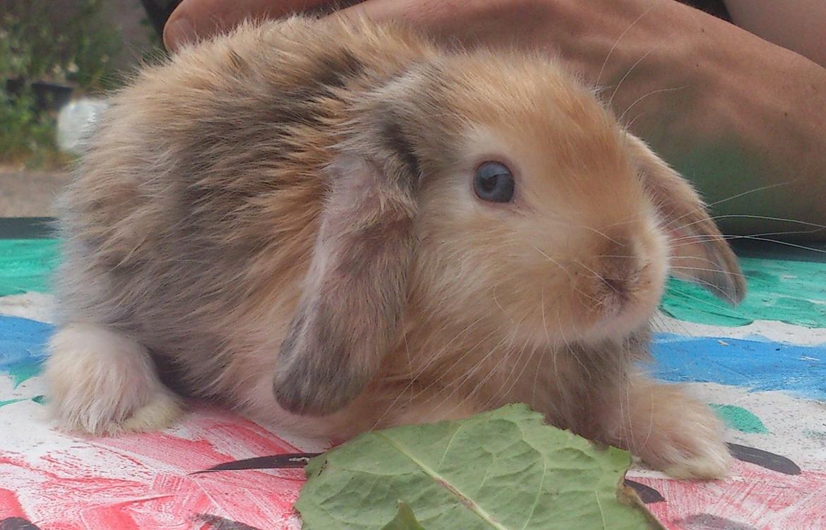 Kanin Beauty's Cupido billede 24