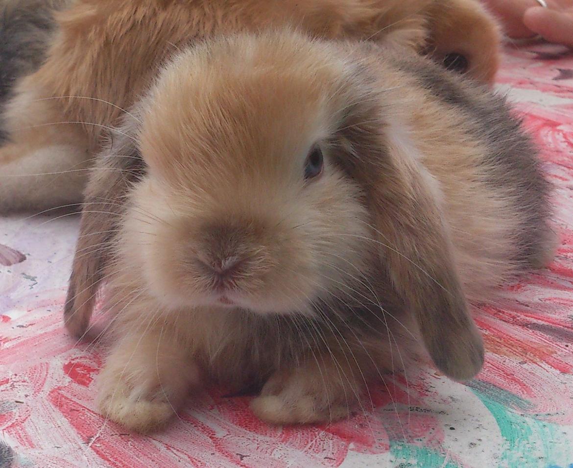 Kanin Beauty's Cupido billede 20