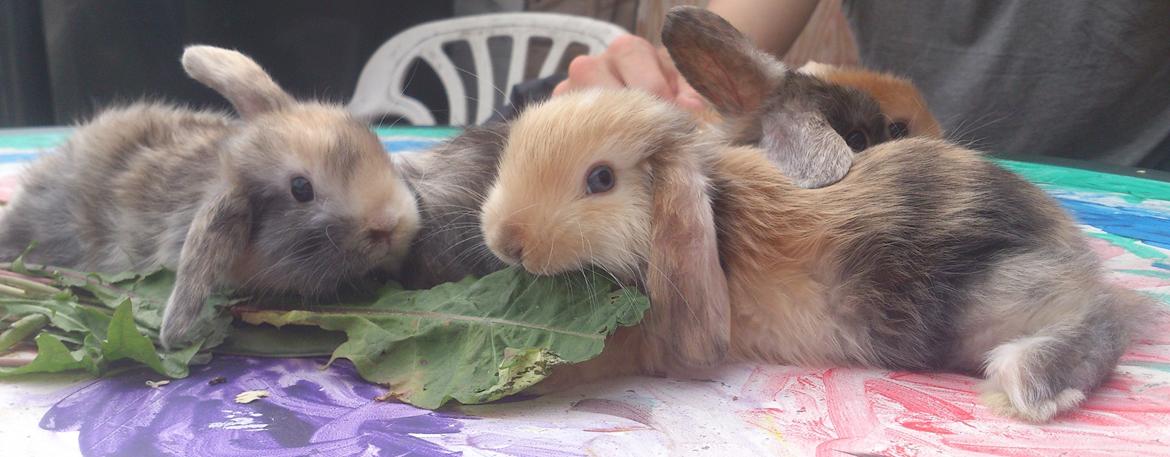 Kanin Beauty's Cupido billede 25