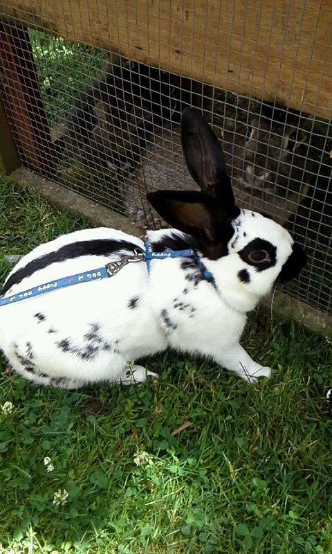 Kanin Engelsk Schecke renracet- Nuser. billede 1