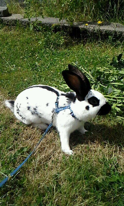 Kanin Engelsk Schecke renracet- Nuser. billede 2