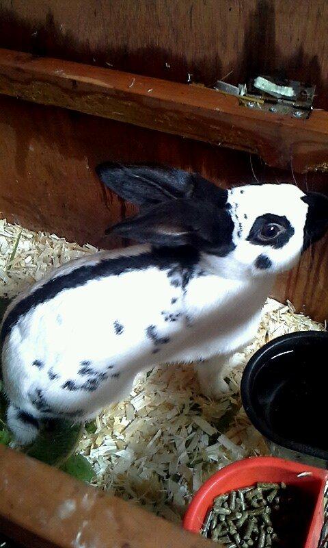 Kanin Engelsk Schecke renracet- Nuser. billede 3