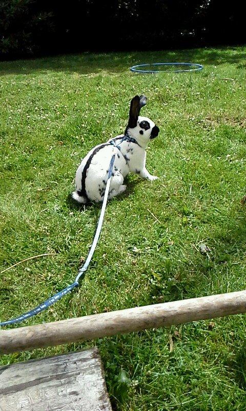 Kanin Engelsk Schecke renracet- Nuser. billede 4