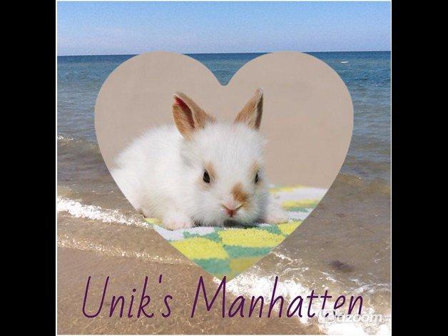 Kanin Unik`s Manhatten billede 31