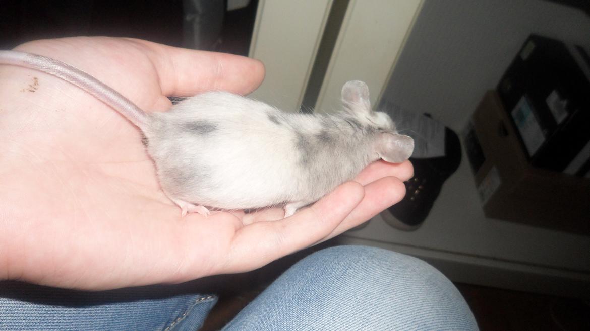 Mus Daiki - (gravid) billede 10