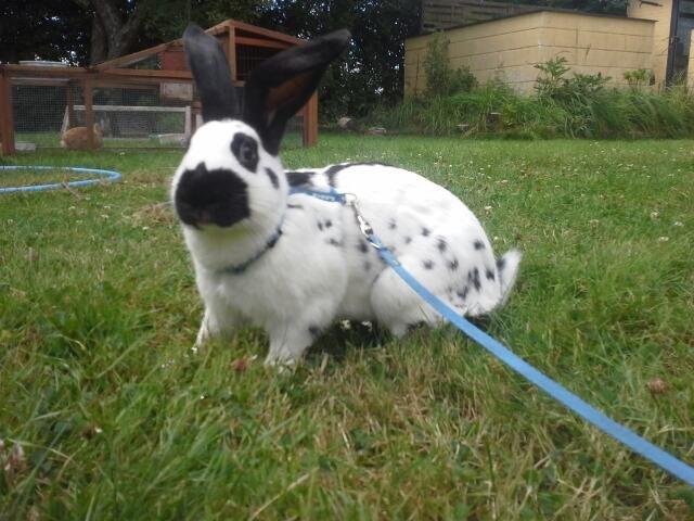 Kanin Engelsk Schecke renracet- Nuser. billede 5