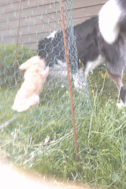 Kanin Team Fluffhop's Pjuske af Maragascad(himmelgnaver) - Pjuske elsker virkelig Gismo<3 Sommer 2013<3 billede 13