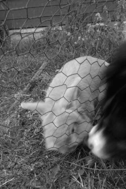 Kanin Team Fluffhop's Pjuske af Maragascad(himmelgnaver) - Jeg skulle aldrig have lært Pjuske, kysse-tricket<3

Sommer 2013<3
 billede 14