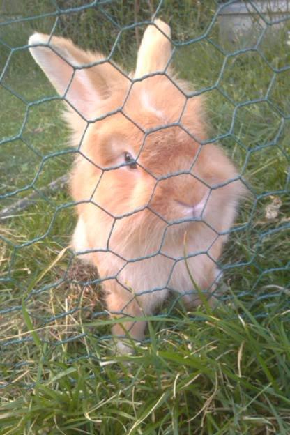 Kanin Team Fluffhop's Pjuske af Maragascad(himmelgnaver) - Halløj<3

Sommer 2013<3 billede 16