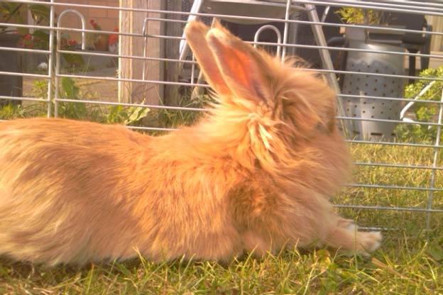 Kanin Team Fluffhop's Pjuske af Maragascad(himmelgnaver) - Pjuske nyder livet <3 sommer 2013<3 billede 18