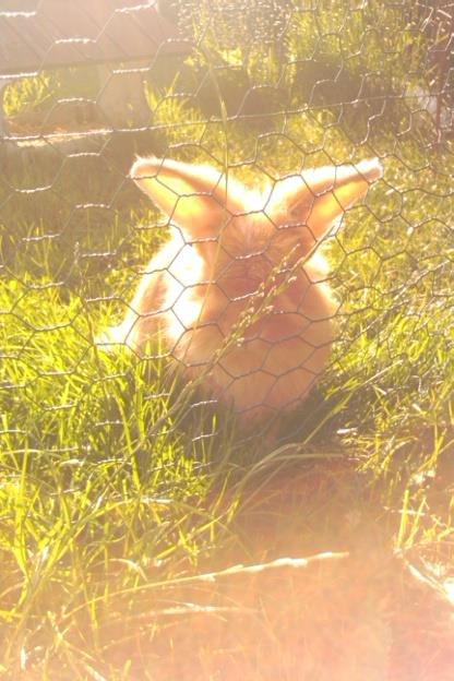 Kanin Team Fluffhop's Pjuske af Maragascad(himmelgnaver) - En dejlig sommer-morgen og en lækker fyr<3 billede 2