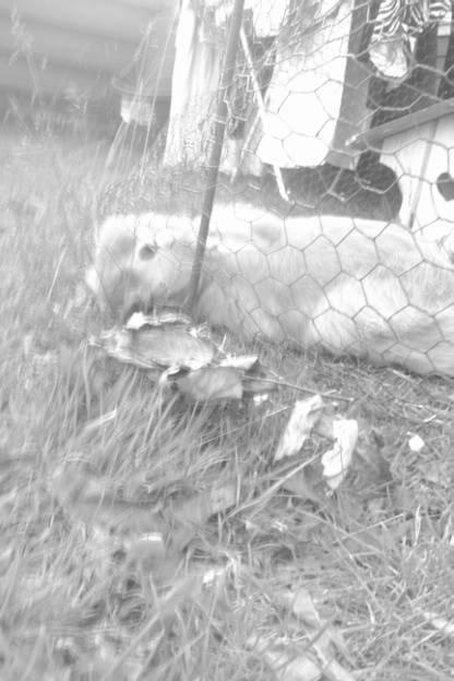 Kanin Team Fluffhop's Pjuske af Maragascad(himmelgnaver) - Pjuske der uartigt bryder ud af sit bur! <3
Sommer 2013<3 billede 7