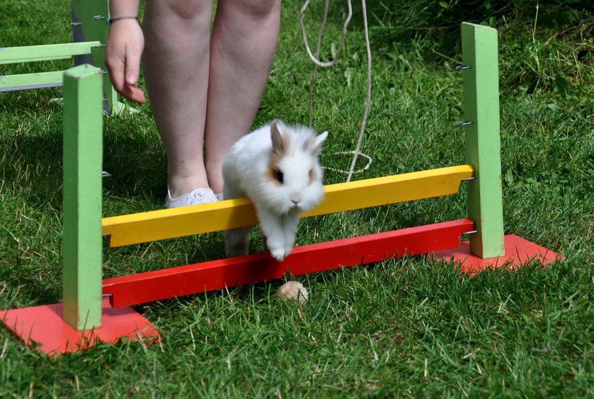 Kanin |Kaninbandens Colour Of The Rainbow billede 4