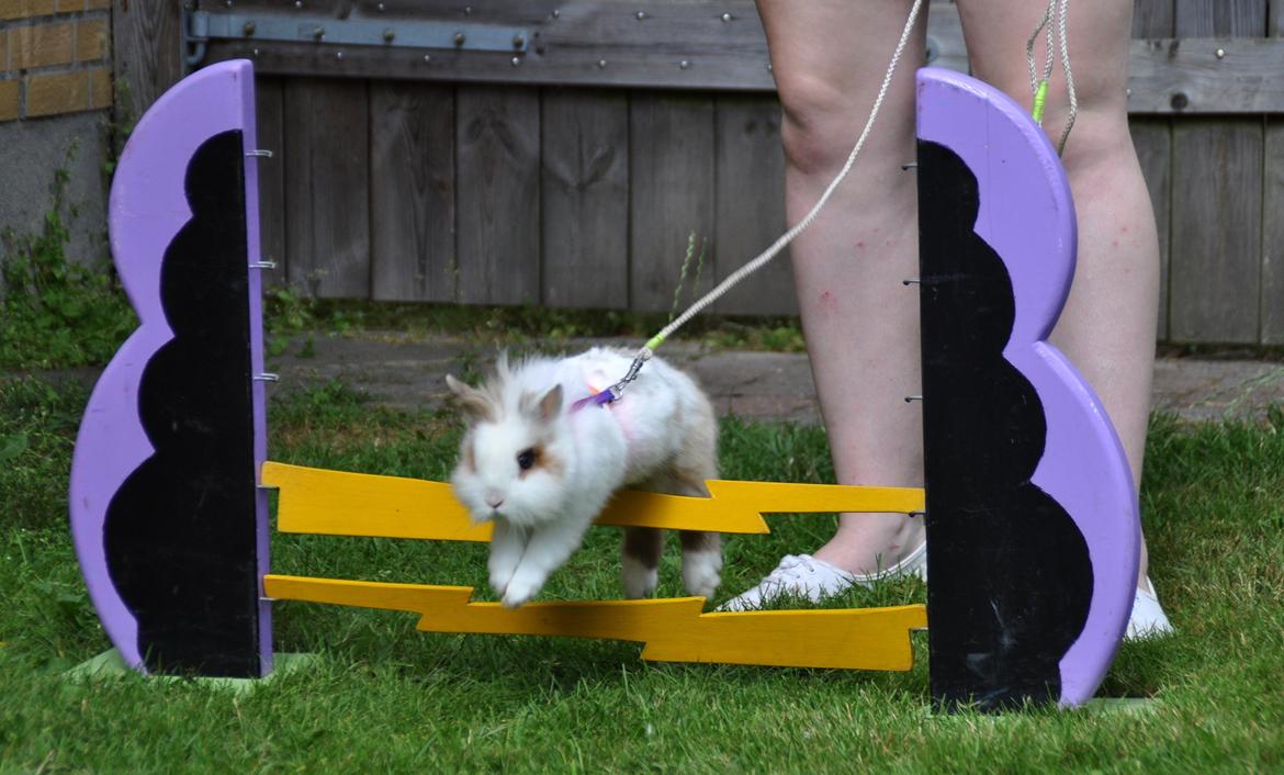 Kanin |Kaninbandens Colour Of The Rainbow billede 1