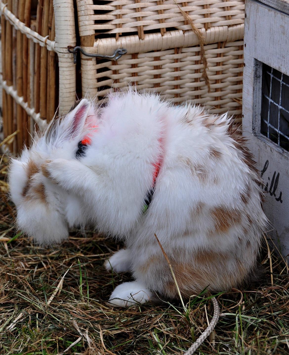 Kanin |Kaninbandens Colour Of The Rainbow - Opvisning til Ribedyrskue 2013 billede 3