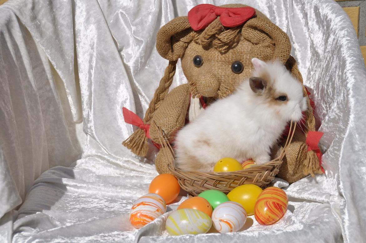 Kanin |Kaninbandens Colour Of The Rainbow - Schmatz Photography ©by Sanne Schmatz billede 2