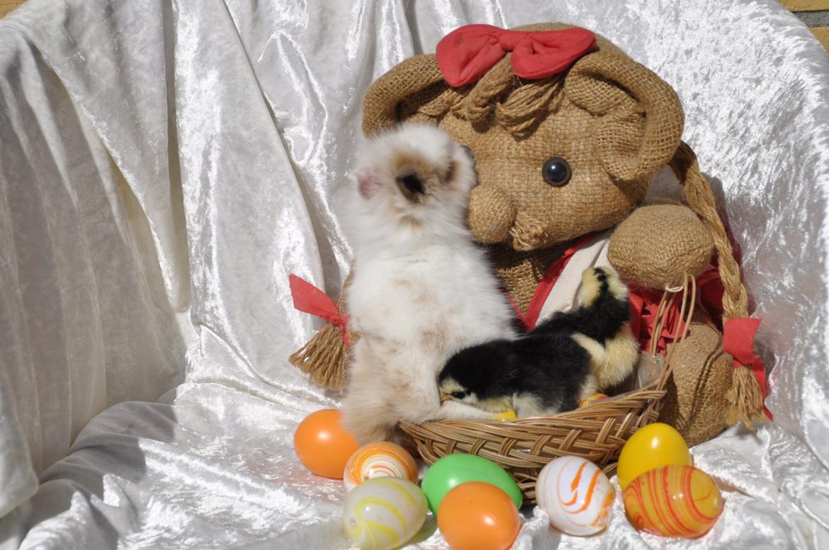 Kanin |Kaninbandens Colour Of The Rainbow - Schmatz Photography ©by Sanne Schmatz billede 10