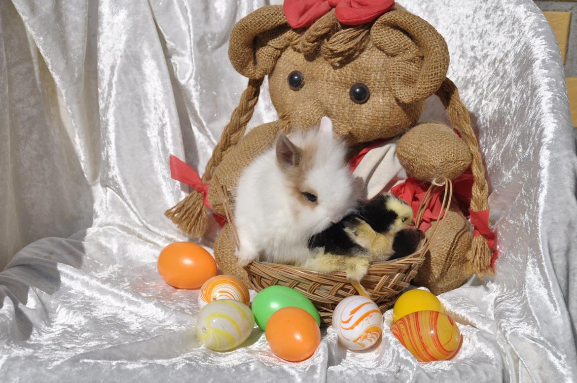 Kanin |Kaninbandens Colour Of The Rainbow - Schmatz Photography ©by Sanne Schmatz billede 5