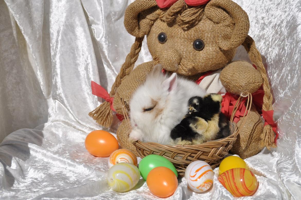 Kanin |Kaninbandens Colour Of The Rainbow - Schmatz Photography ©by Sanne Schmatz billede 8