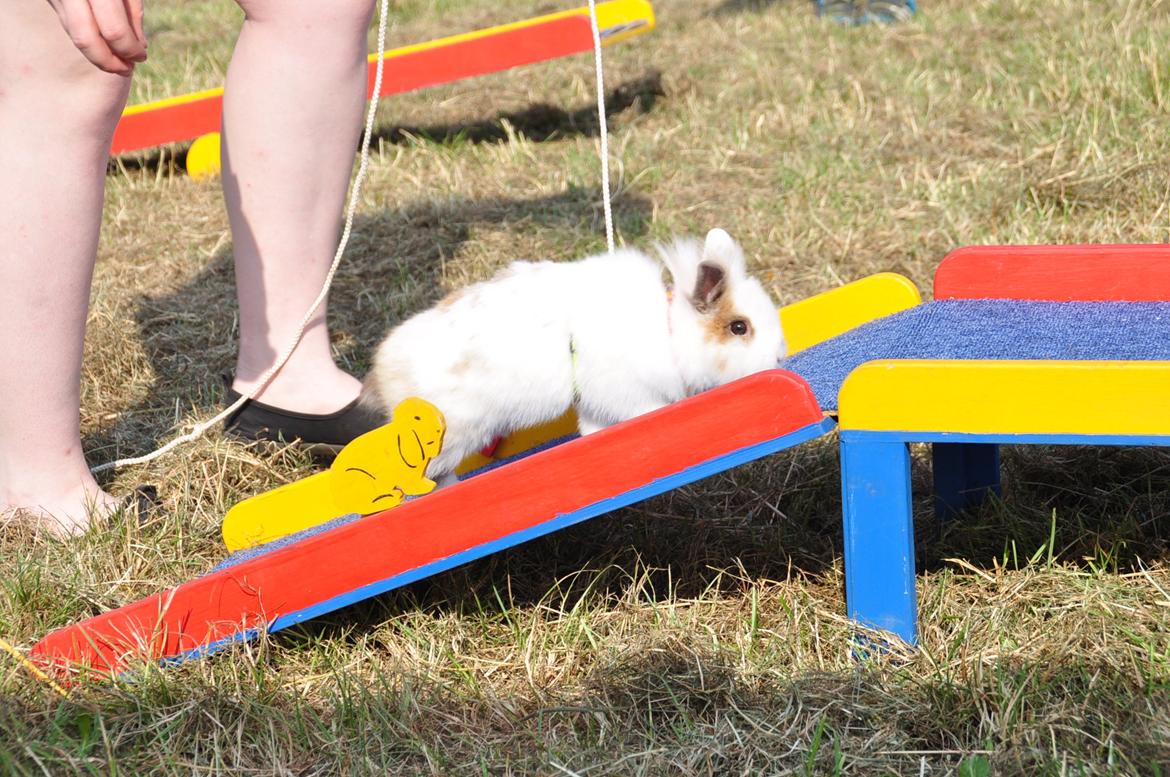 Kanin |Kaninbandens Colour Of The Rainbow - Broen - opvisning til Ribedyrskue 2013 billede 6